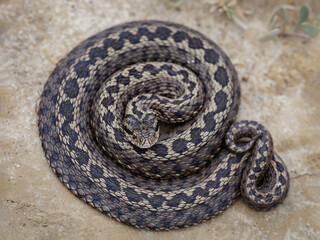 Moldavian steppe viper (Vipera ursinii moldavica)
