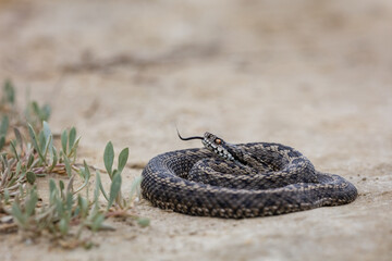 Moldavian steppe viper (Vipera ursinii moldavica)