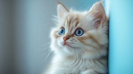Obraz premium white cat