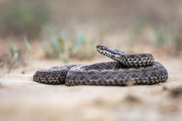 Moldavian steppe viper (Vipera ursinii moldavica)