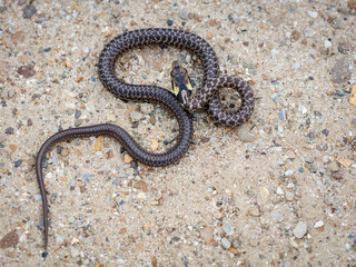 Aesculapian snake (Zamenis longissimus)