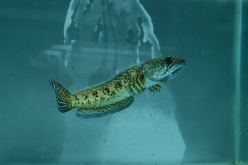Channa Auranti snakehead fish. a predatory fish with a very beautiful and exotic patterned snake head 