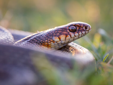 Caspian whip snake (Dolichophis caspius)