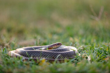 Caspian whip snake (Dolichophis caspius)