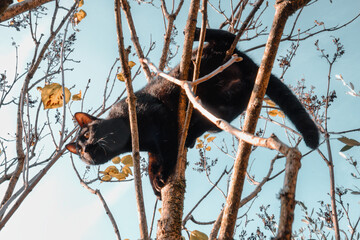entraînement d'une jeune chatte à la chasse, montée acrobatique sur l'arbre