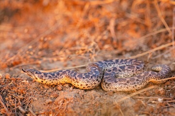 Sand boa (Eryx jaculus)