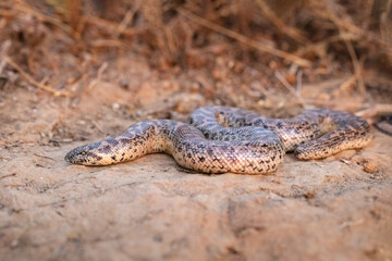 Sand boa (Eryx jaculus)