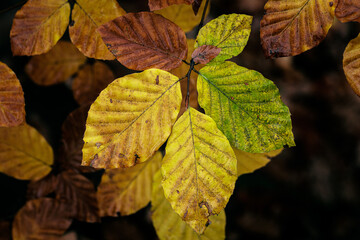 Colorful autumn leaves