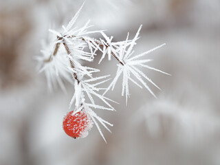 Red fruit covered in hoar frost