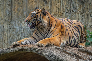 The Sumatran tiger is a population of Panthera tigris sondaica on the Indonesian island of Sumatra