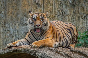 The Sumatran tiger is a population of Panthera tigris sondaica on the Indonesian island of Sumatra