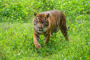 The Sumatran tiger is a population of Panthera tigris sondaica on the Indonesian island of Sumatra