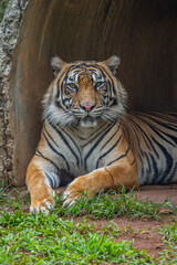 The Sumatran tiger is a population of Panthera tigris sondaica on the Indonesian island of Sumatra