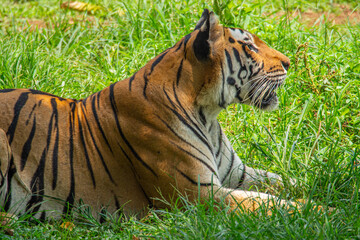 Obraz premium The Sumatran tiger is a population of Panthera tigris sondaica on the Indonesian island of Sumatra