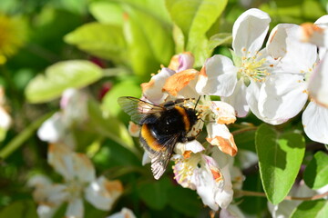 a bumblebee on a flower with white petals macro