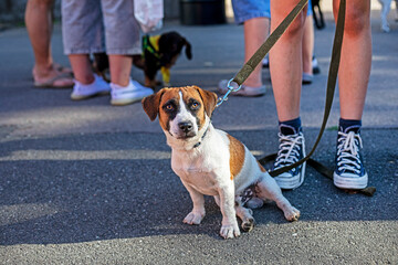 cute Jack Russell Terrier sits on the asphalt near the feet of the owner outside. Education and...