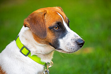 beautiful head of a Jack Russell Terrier puppy on the grass
