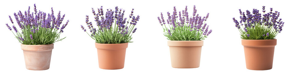 Fototapeta premium Lavender Potted Plants Isolated on White Background