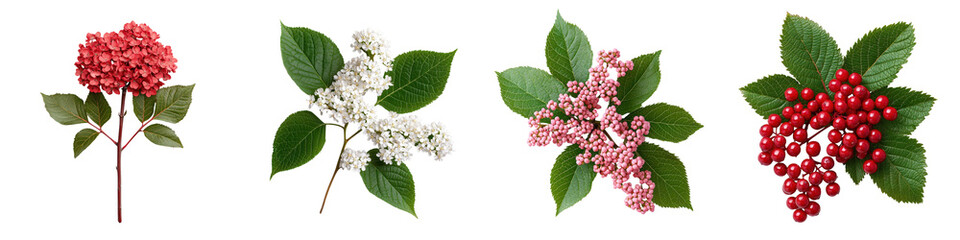 Assortment of vibrant red berries white flowers and green leaves in a natural botanical display
