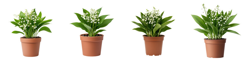Elegant Potted Lily of the Valley Flowers Blooming with Lush Green Leaves on White Background