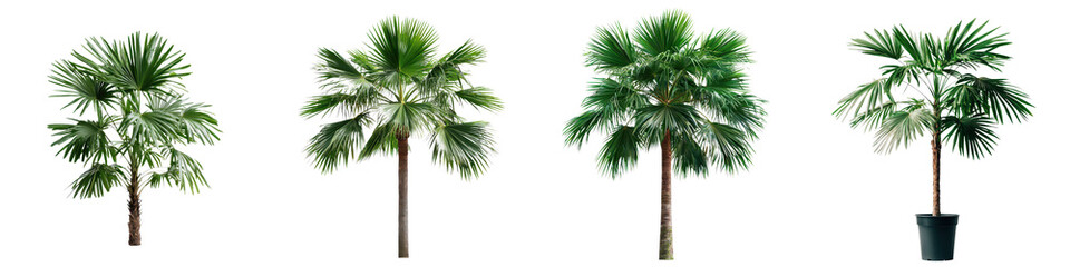 Lush and Vibrant Tropical Palm Trees Flourishing in a Verdant Garden Landscape
