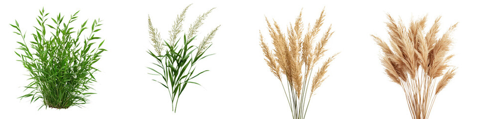 Fototapeta premium Lush Grassy Meadow and Vibrant Cereal Stalks Showcasing the Beauty of Nature s Abundance