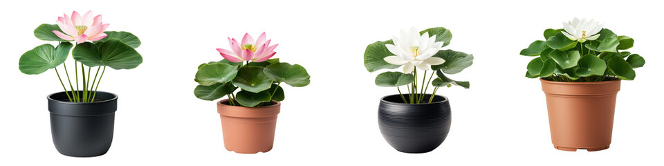 Fototapeta premium Elegant Lotus Flowers in Potted Planters on White Background