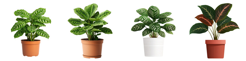 Elegant Potted Maranta Prayer Plant with Lush Tropical Foliage on White Background
