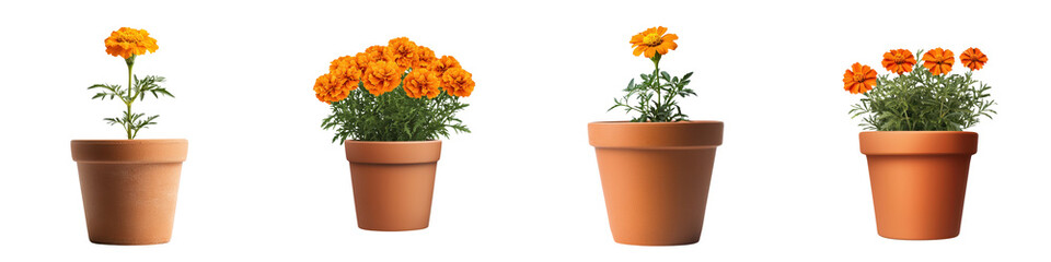 Vibrant Marigold Flower in Terracotta Pot on White Background