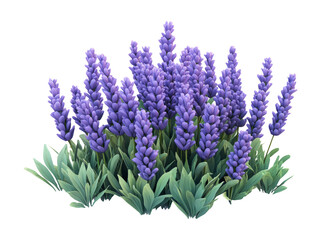 Naklejka premium Lavender Flowers on Transparent Background