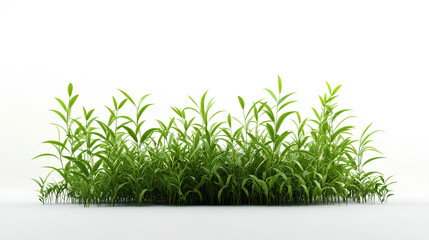 Cimicifugeae plants on white background 