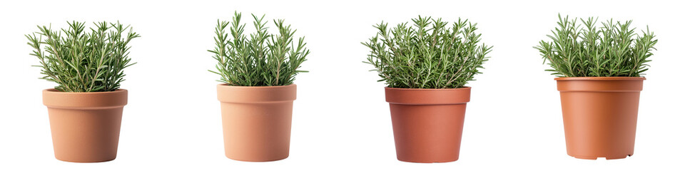 Fototapeta premium Freshly Potted Rosemary Herb Plant on Solid White Background