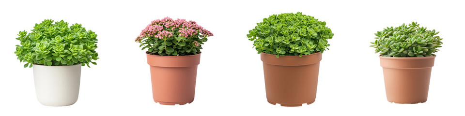 Fototapeta premium Lush Sedum Succulent Plant in Terracotta Pot on White Background