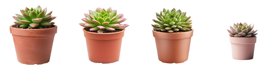 Fototapeta premium Sempervivum Succulent Plants Arranged in Ceramic Pots on White Background