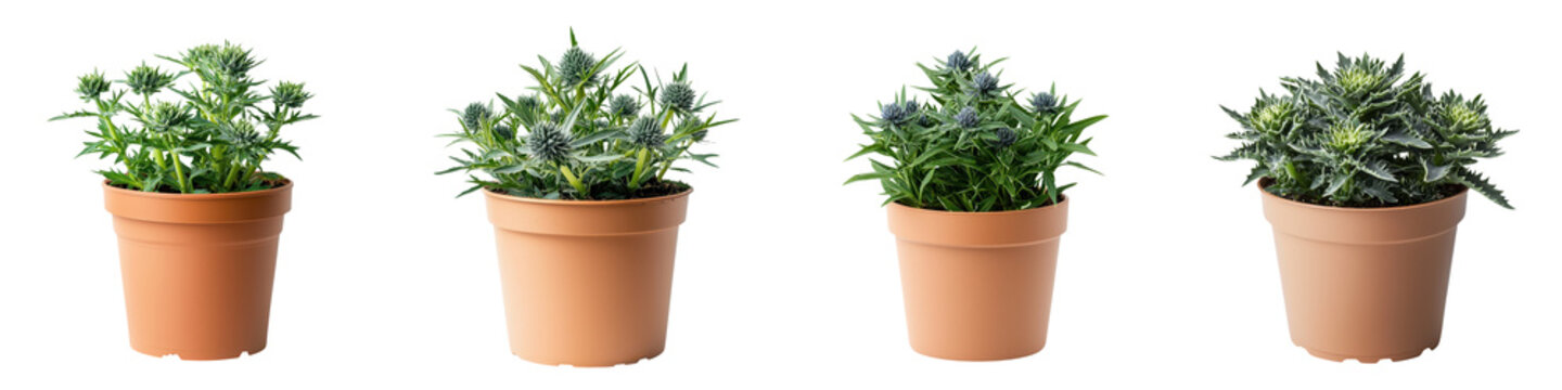 Vibrant Sea Holly Plants in Pots Displayed on a White Background