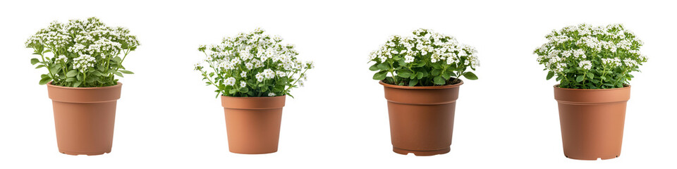 Sweet Alyssum Flowers Potted Plant on White Background