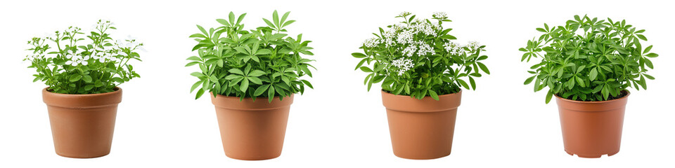 Sweet Woodruff Plant in Terracotta Pot on White Background