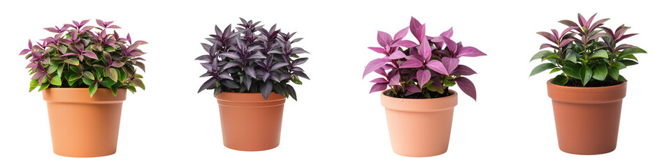 Vibrant Potted Tradescantia Wandering Jew Plant on White Background