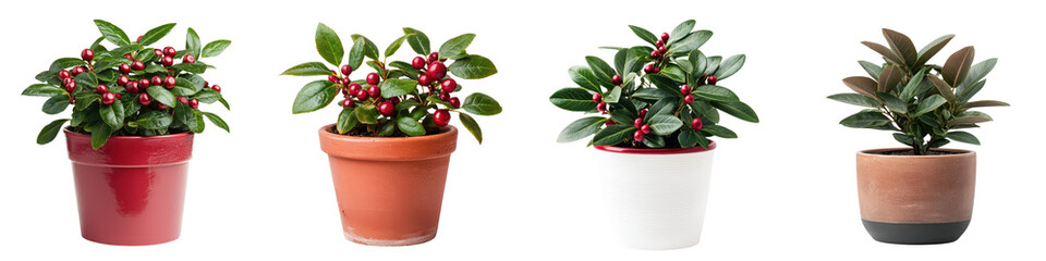 Obraz premium Potted Wintergreen Plant with Red Berries on White Background