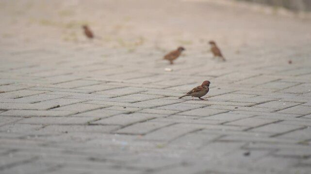 a group of tree sparrow chit and eat random feed in the housing area