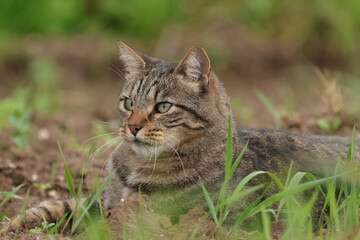 adorable cute cat in the grass, brown cat looks through blades of grass, beautiful cat in the field, tomcat in the meadow, green eyes