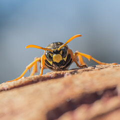 Field wasp