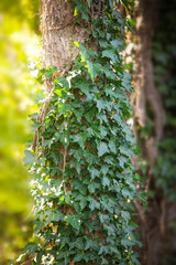 Green ivy leaves on the tree trunk. Natural leaves background. Green Plant Texture