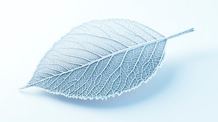 Delicate leaf, white isolate background
