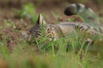 brown cat looks through blades of grass, beautiful cat in the field, tomcat in the meadow, super cute cat sleeps on the meadow, tomcat rests on the meadow