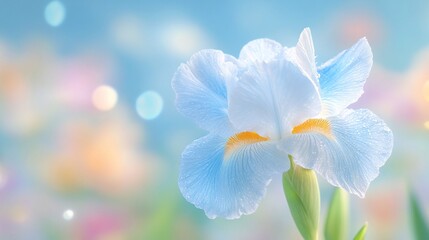 Fototapeta premium Close-up of a light blue iris flower with a blurred pastel background.