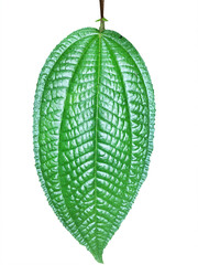 green leaf isolated on white
