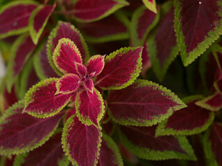 red and green leaves