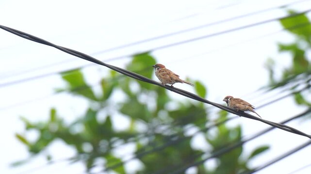 two little sparrows perch on the cable