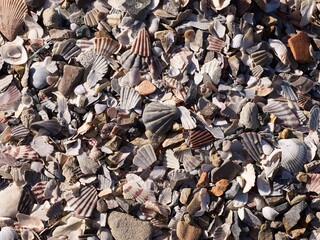 seashells on the beach